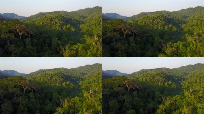热带雨林南方原始森林山林
