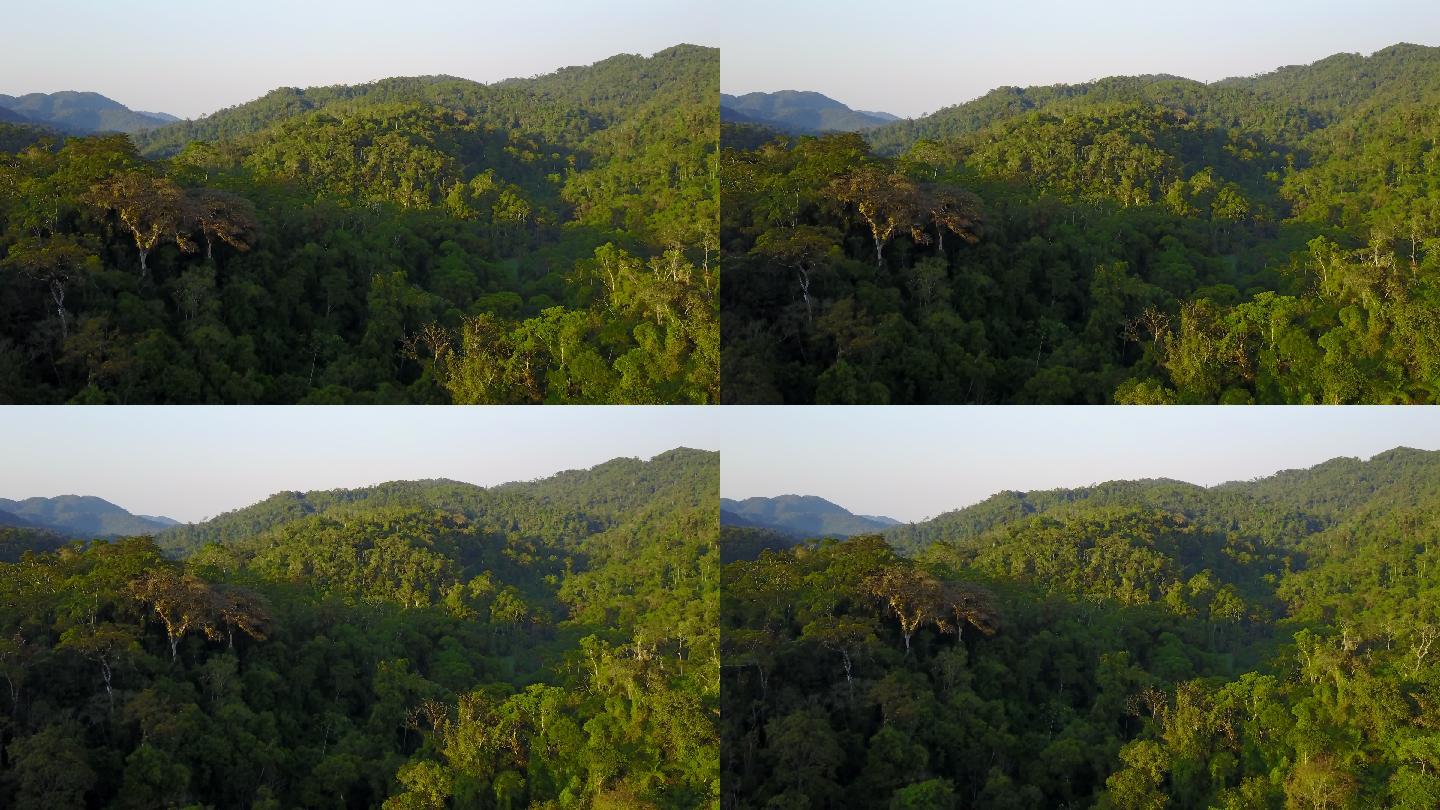 热带雨林南方原始森林山林