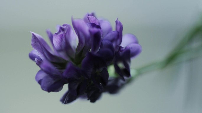 紫花苜蓿特写