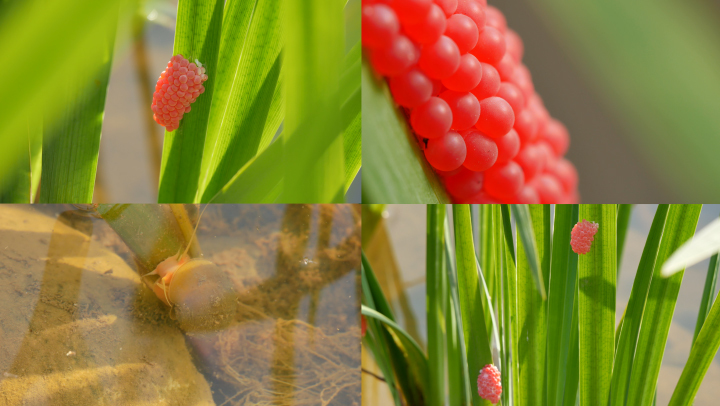 福寿螺 外来生物 物种入侵