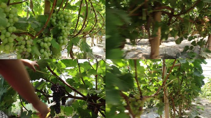 葡萄园采摘，绿色农业葡萄，红玫瑰葡萄采摘
