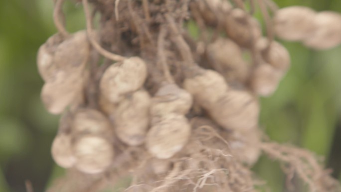 农业土地花生特写种植