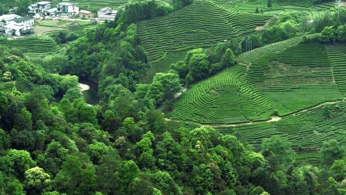 武夷山岩茶茶山产区大红袍水仙肉桂