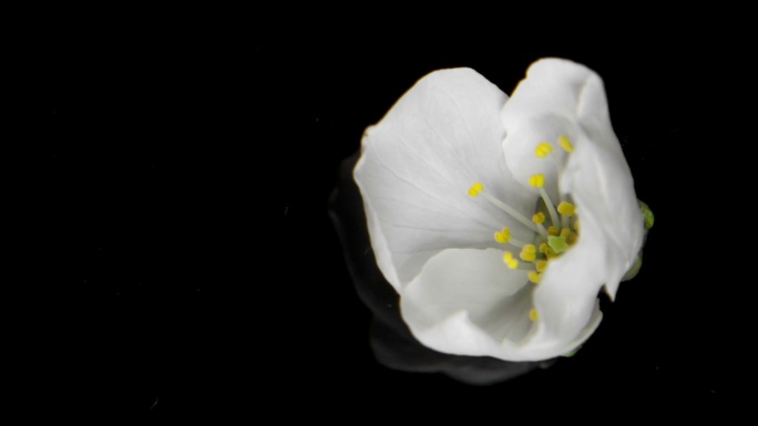 延时摄影下盛开的白花