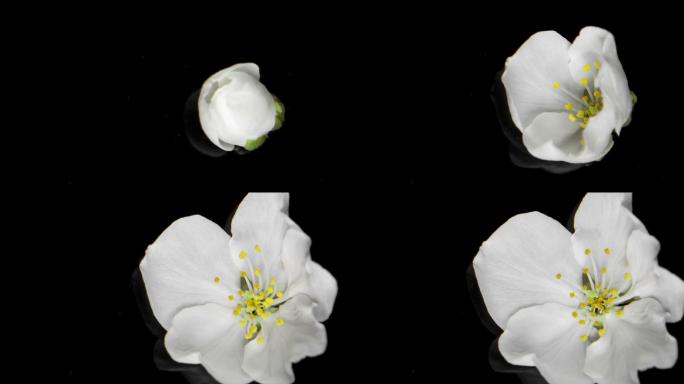 延时摄影下盛开的白花