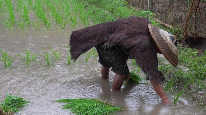 又是一年插秧季
