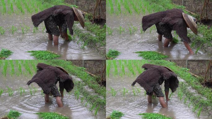 又是一年插秧季