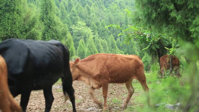 《生态黄牛》