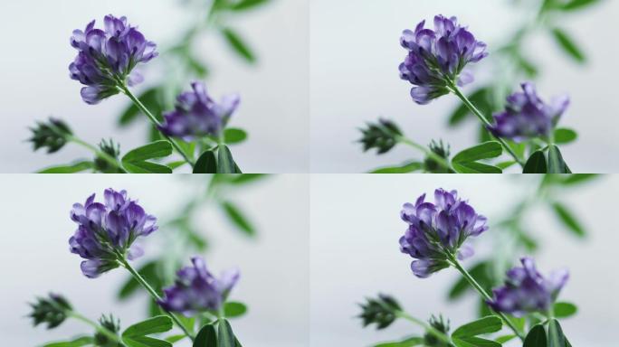 开紫花的苜蓿