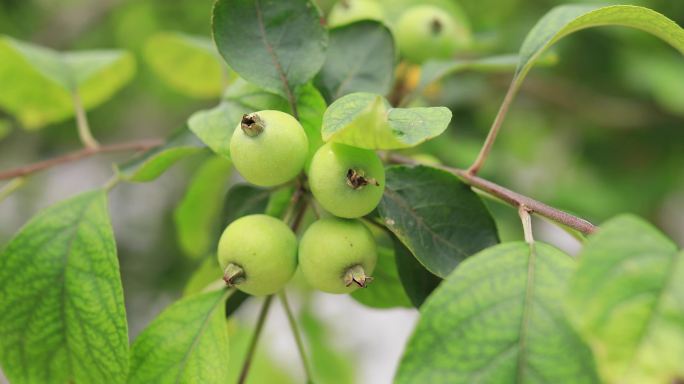 4K实拍花红小苹果11组