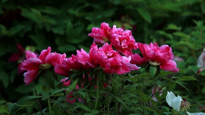 原创实拍雨中国花牡丹花