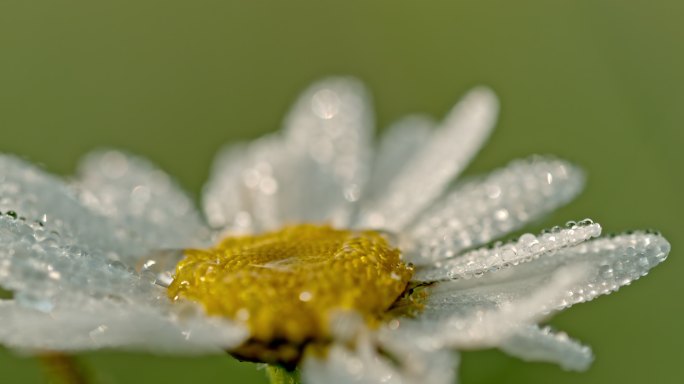特写水滴落在雏菊上