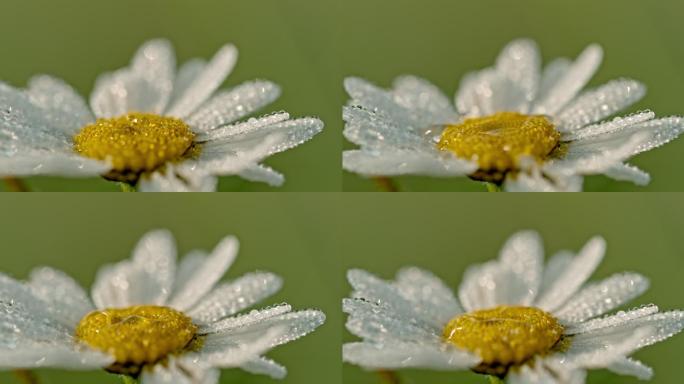 特写水滴落在雏菊上