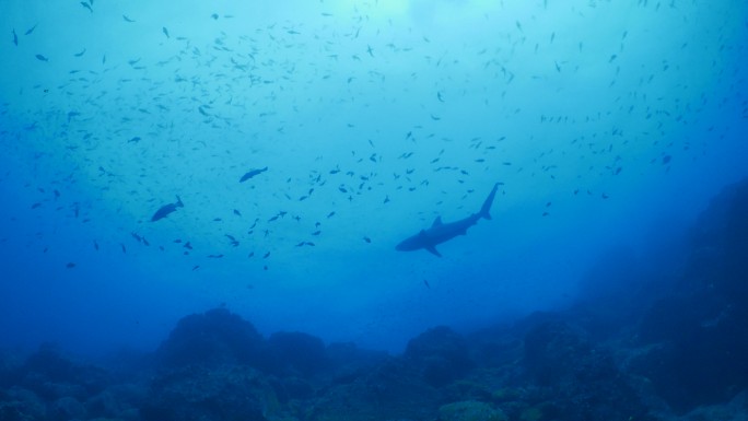 深海暗礁水下海洋生物