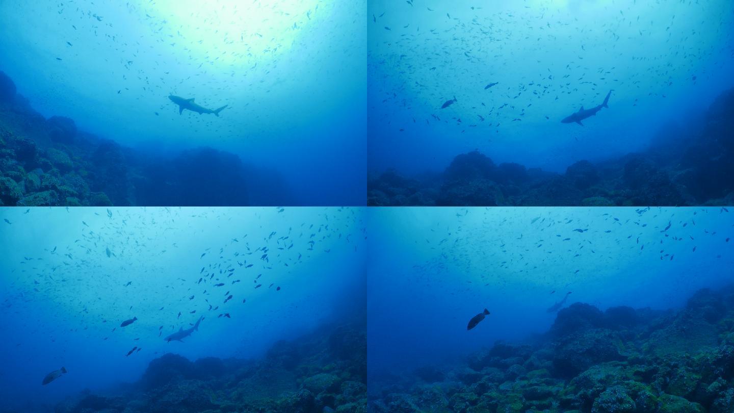 深海暗礁水下海洋生物