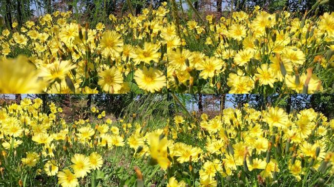 4K高清野花成片小黄花风吹