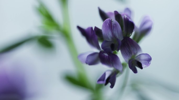 紫花苜蓿紫色花朵特写