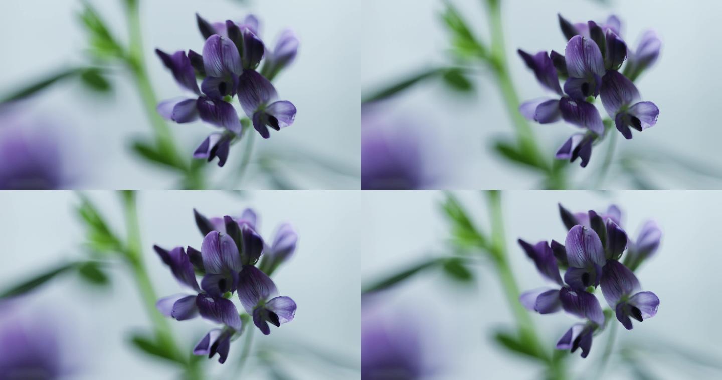紫花苜蓿紫色花朵特写