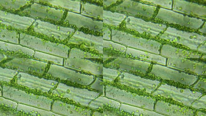 显微观察细胞质细胞器细胞膜花青素细胞器