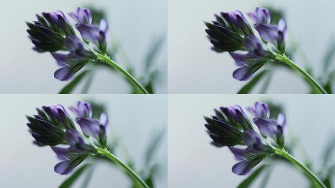 紫花苜蓿的花朵和花骨朵