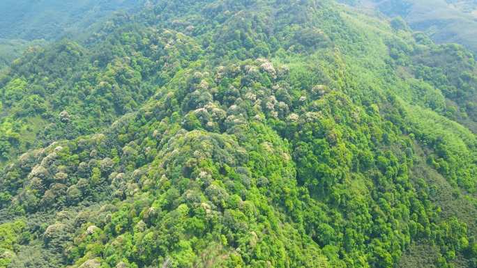 4K航拍重庆百里竹海大山竹林桐子花