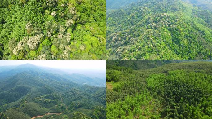 4K航拍重庆百里竹海大山竹林桐子花