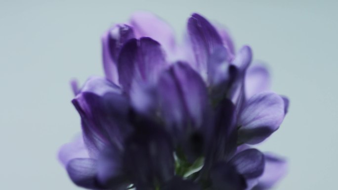 紫花苜蓿花朵特写