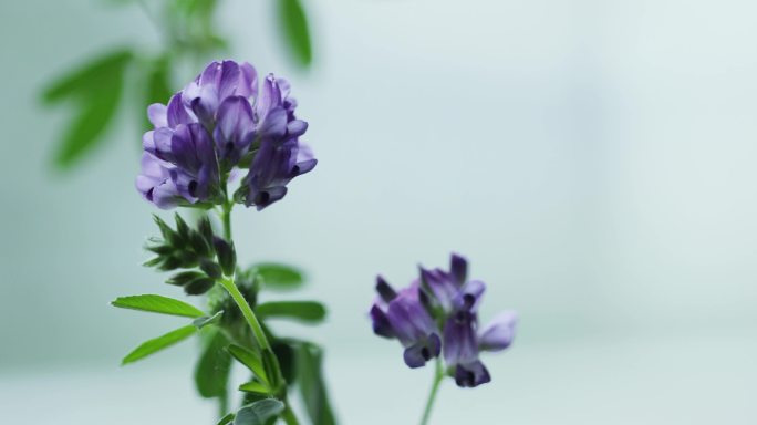 紫花苜蓿特写