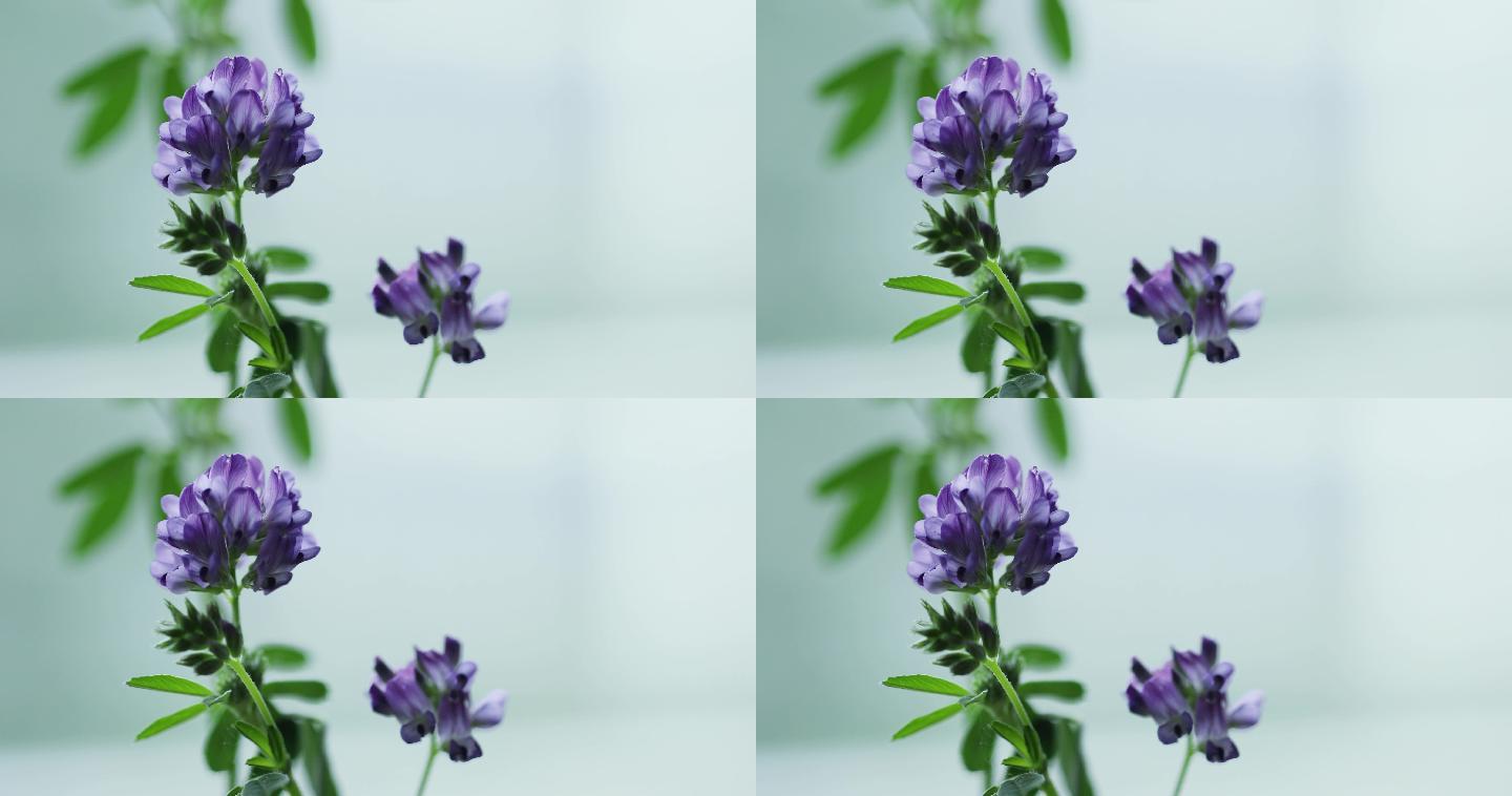 紫花苜蓿特写