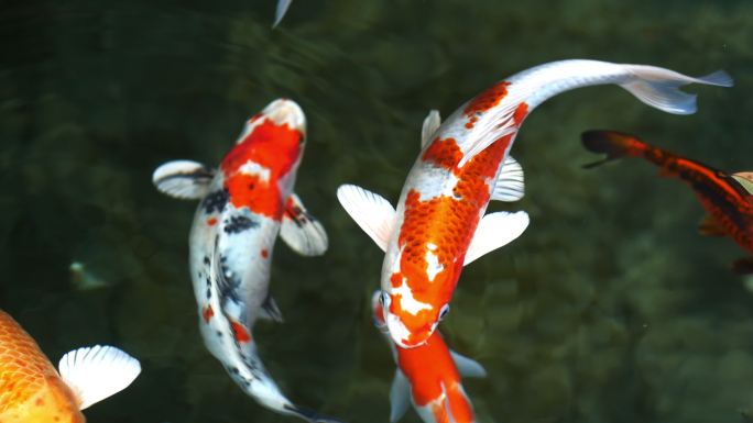 锦鲤、花式鲤鱼都在上面游动