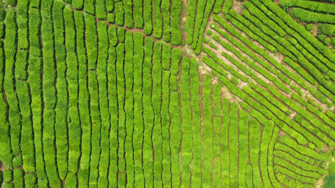 黄龙岘茶田茶山茶园采茶茶田茶农