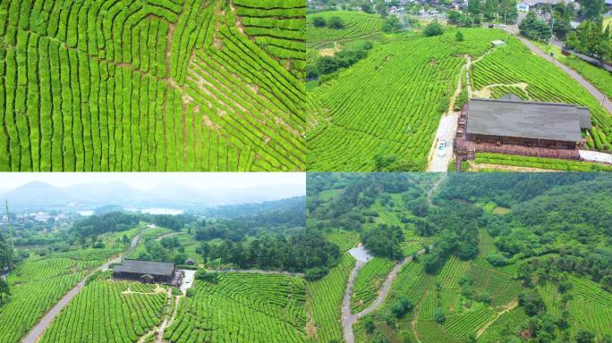 黄龙岘茶田茶山茶园采茶茶田茶农