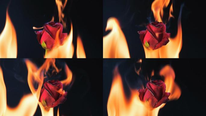 燃烧的红玫瑰慢镜头