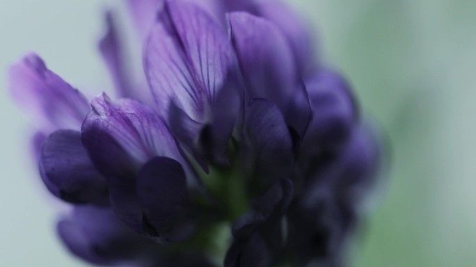 紫花苜蓿花头局部特写