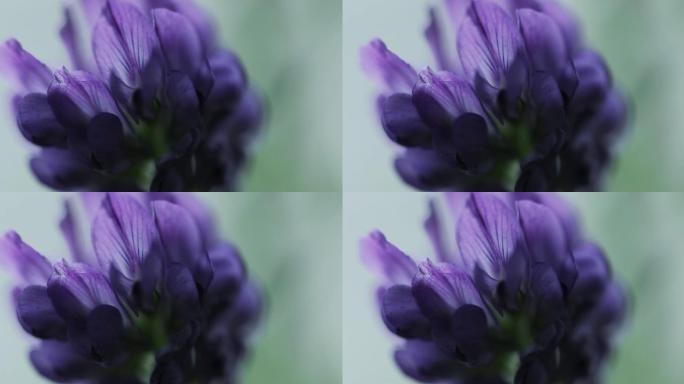 紫花苜蓿花头局部特写