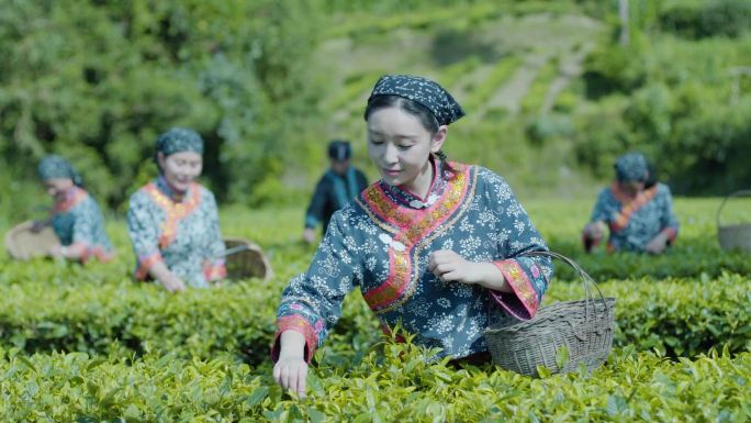 古茶村原始村落土家族茶园采茶炒茶喝茶