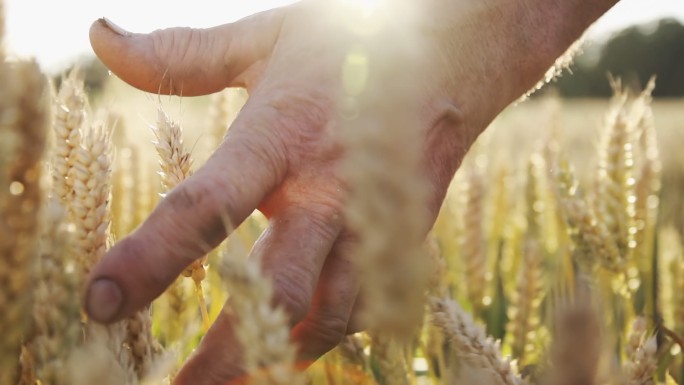 农民爱抚小麦现代绿色生态农业农民麦穗稻谷