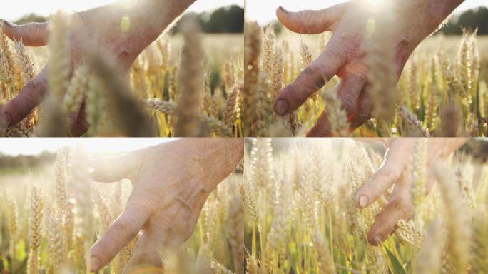 农民爱抚小麦现代绿色生态农业农民麦穗稻谷