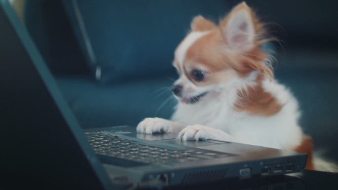 狗在看笔记本电脑搞笑恶搞抖音快手小狗玩电