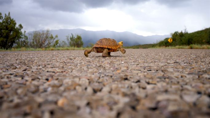 穿过沙漠公路的箱龟