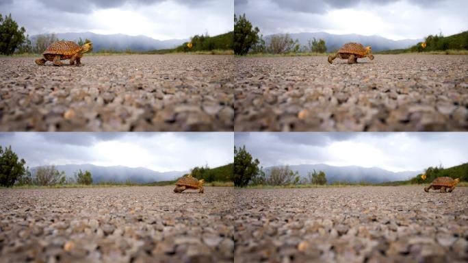 穿过沙漠公路的箱龟