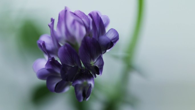 紫花苜蓿盛开的紫色小花
