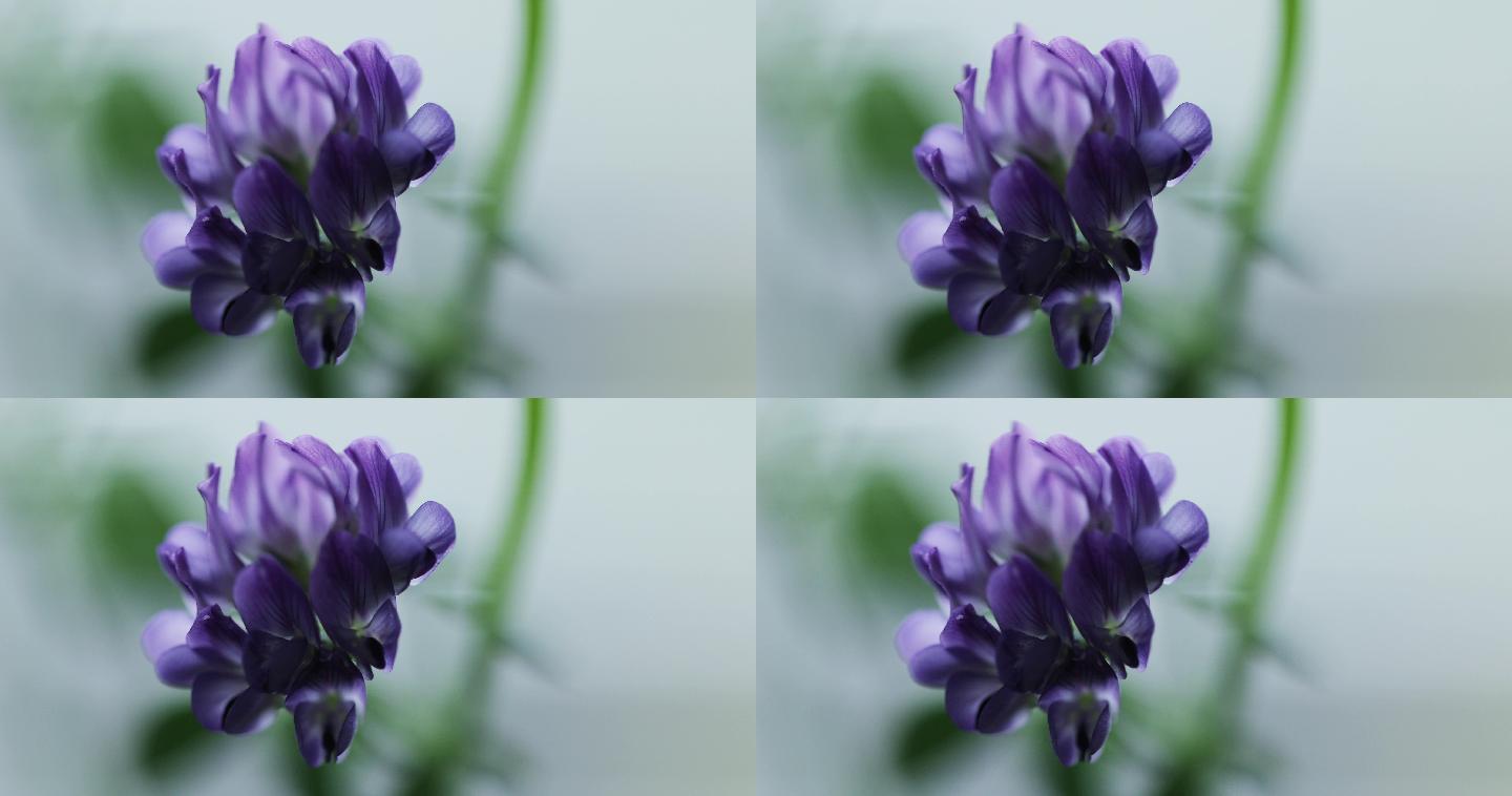 紫花苜蓿盛开的紫色小花