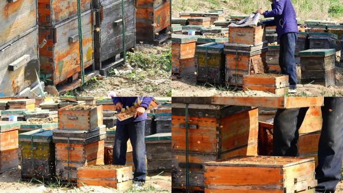 养蜂人修缮蜂房