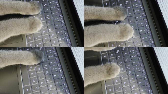 猫的脚印在电脑上。