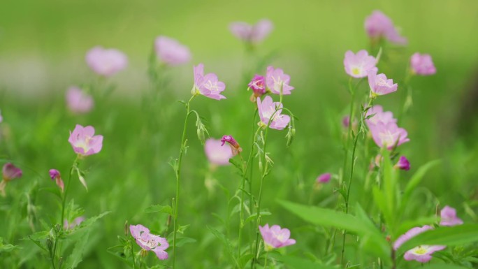 野花菊花金鸡菊黄花紫花白蝴蝶春天唯美