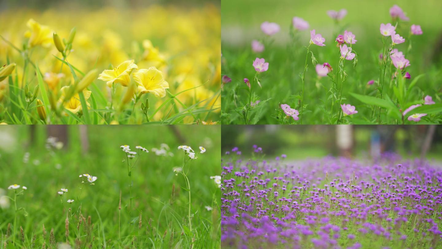 野花菊花金鸡菊黄花紫花白蝴蝶春天唯美