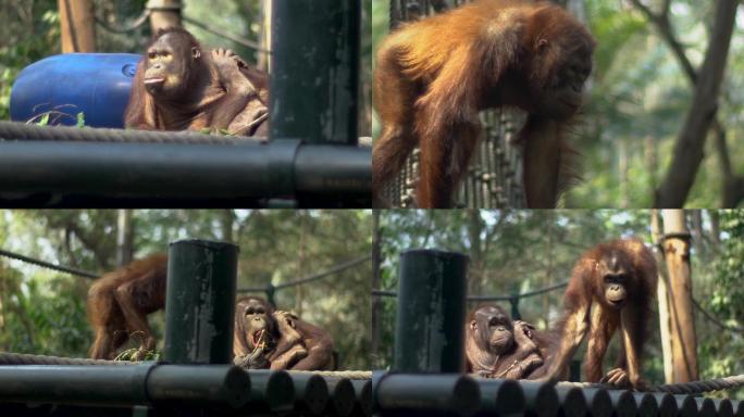 原创猩猩猴子动物园高清素材