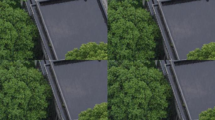 2.8K大雨中屋顶积水与树木