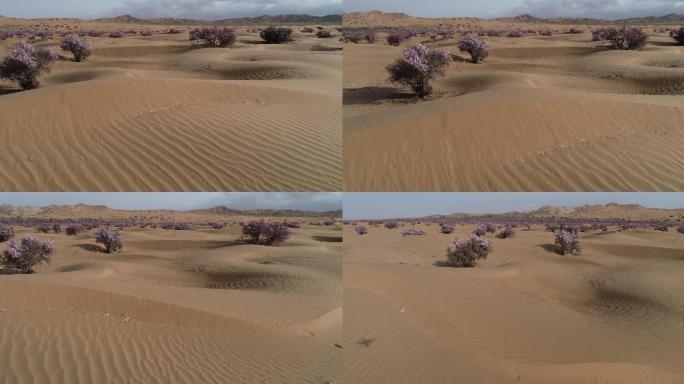 沙漠植物 蒙古扁桃花  戈壁滩 荒漠
